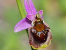 Ophrys_heterochila_Mont_Prophitis_Elias_3